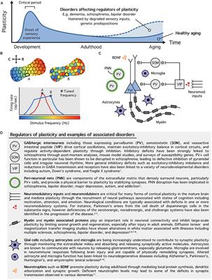 Dynamic Brains and the Changing Rules of Neuroplasticity: Implications for Learning and Recovery